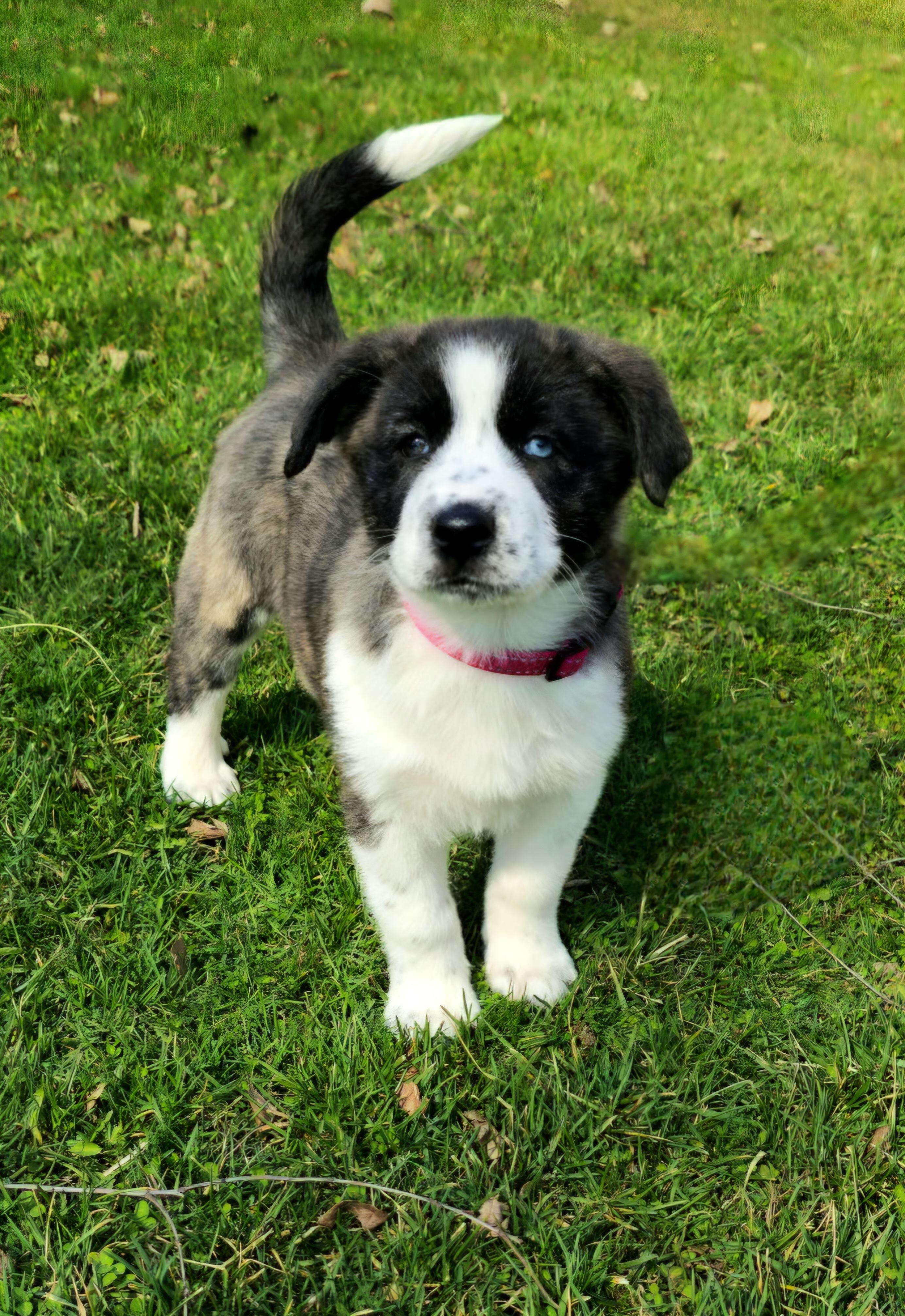 Enlarge Emma, a ADOPTABLE mixed breed in Arlington Heights, IL image 6/6