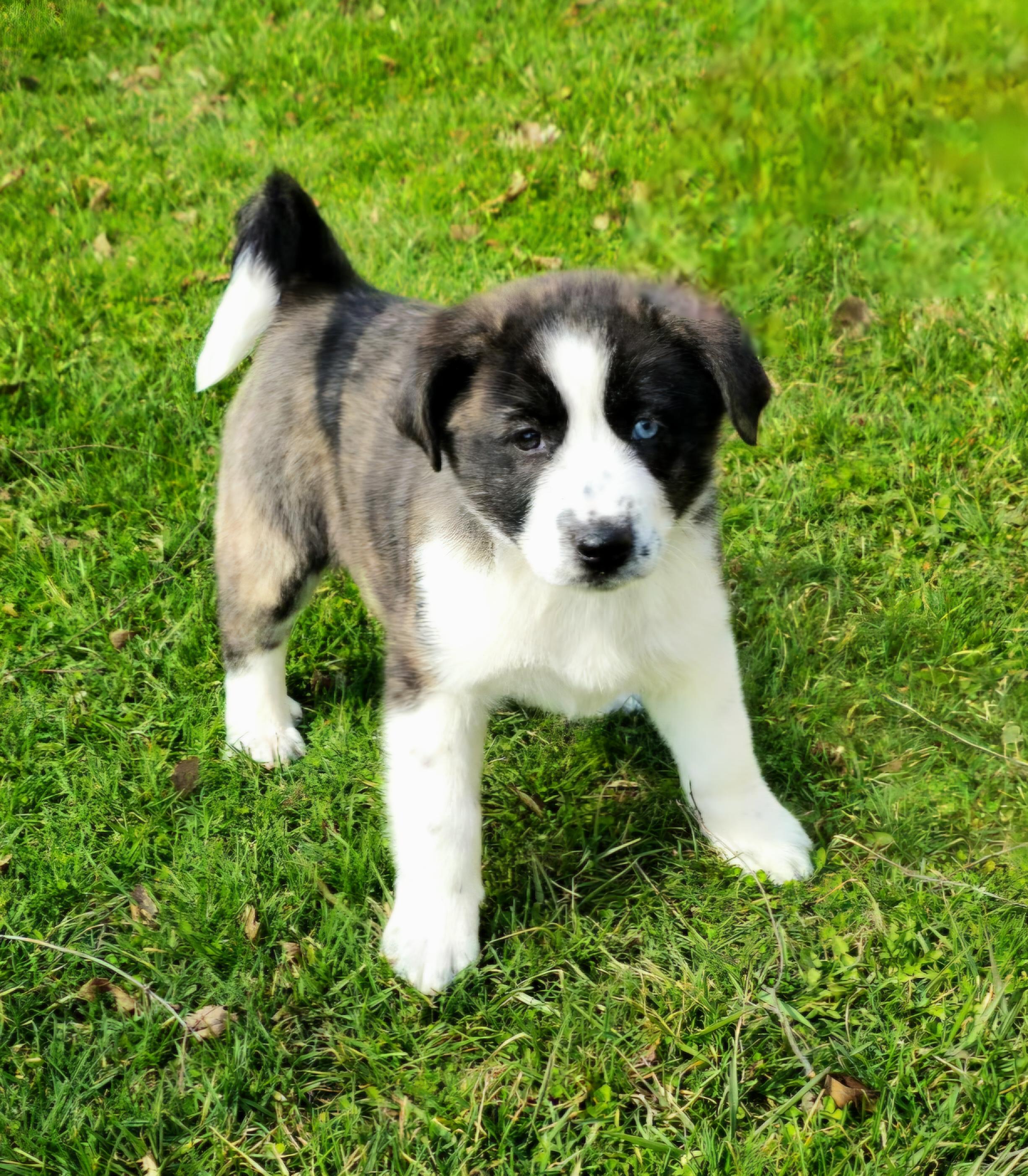 Enlarge Emma, a ADOPTABLE mixed breed in Arlington Heights, IL image 4/6