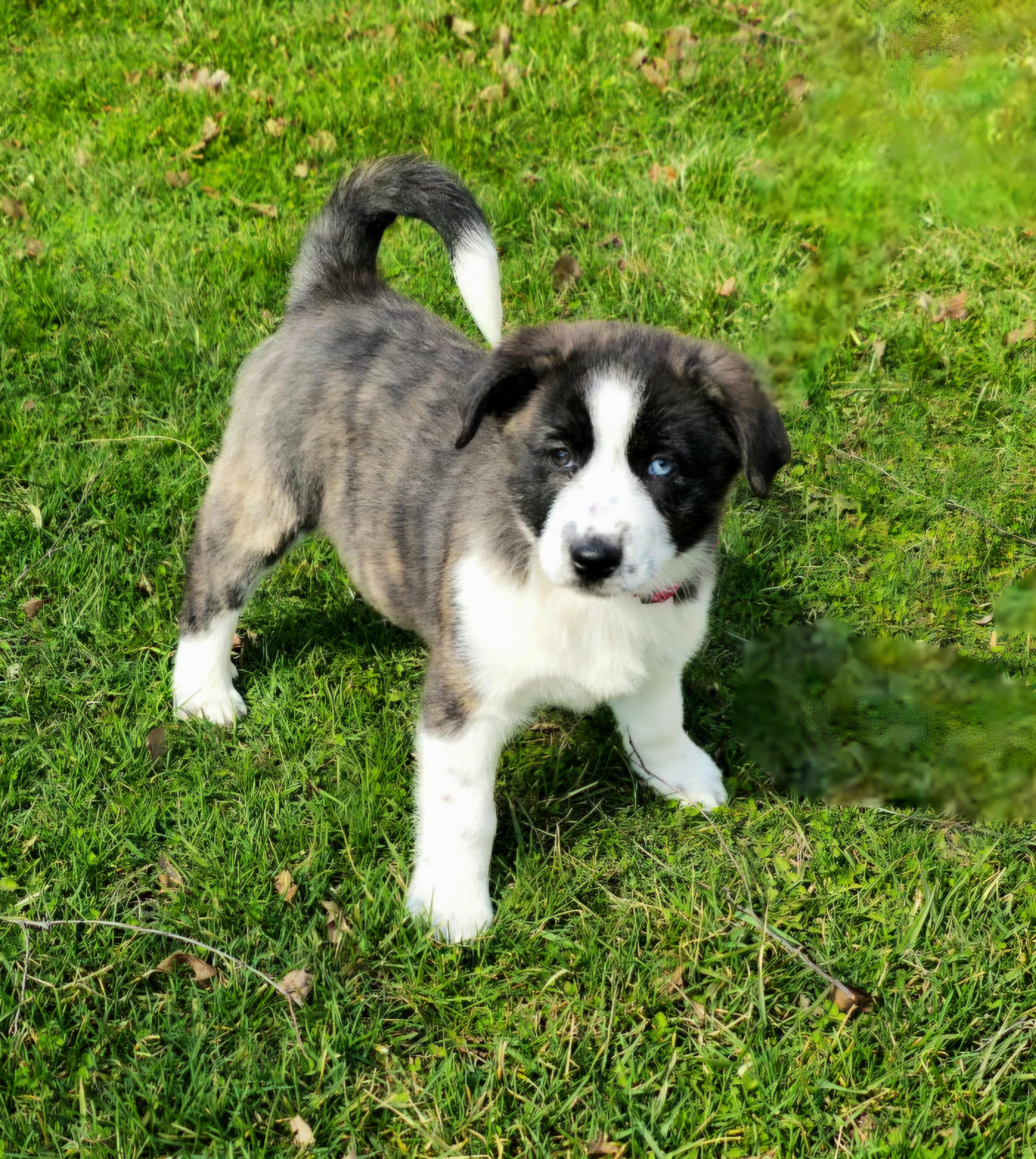 Enlarge Emma, a ADOPTABLE mixed breed in Arlington Heights, IL image 3/6