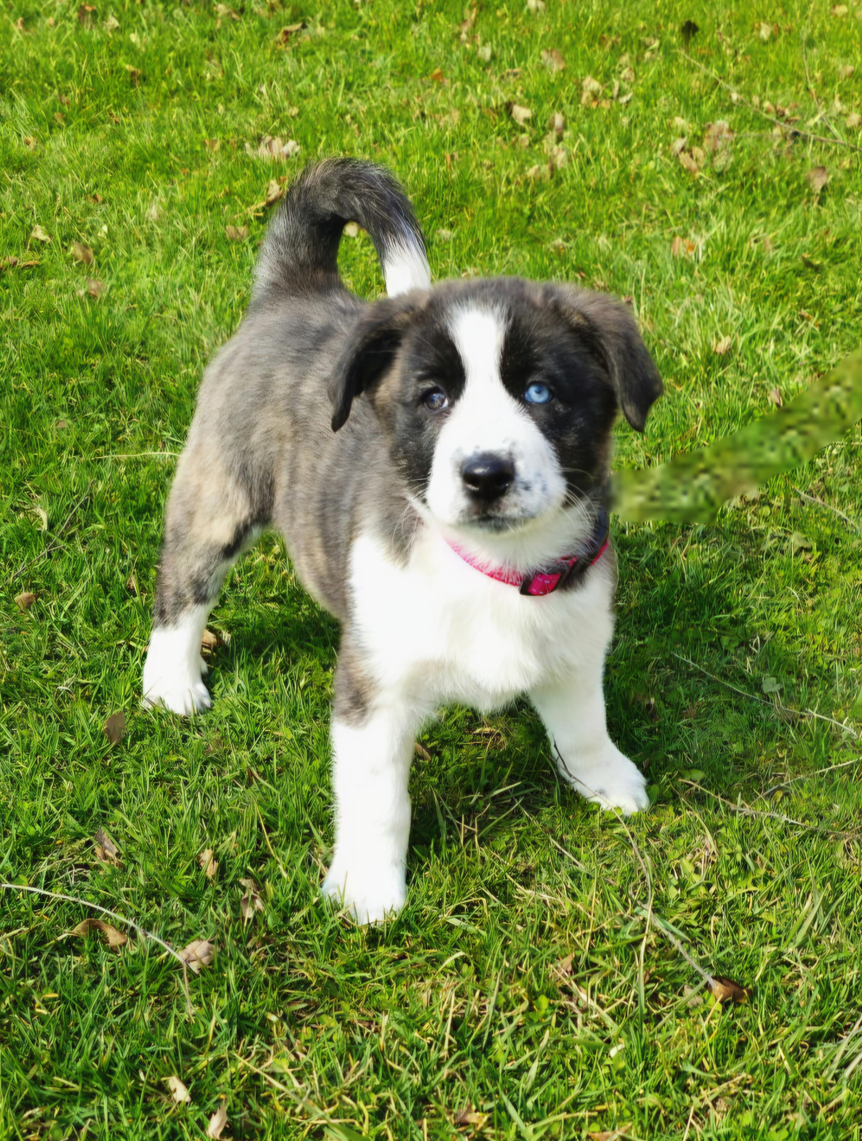 Enlarge Emma, a ADOPTABLE mixed breed in Arlington Heights, IL image 1/6