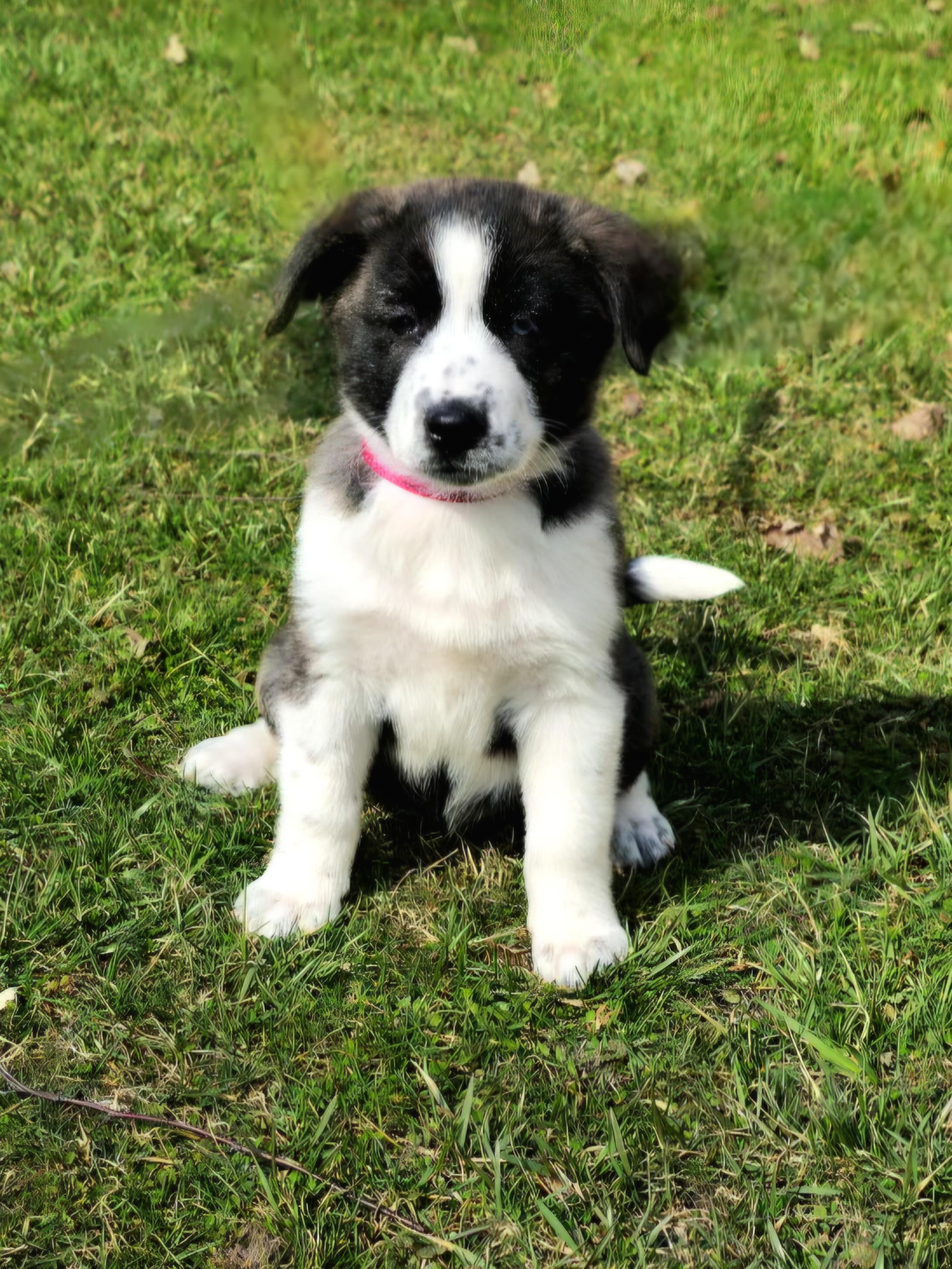 Enlarge Emma, a ADOPTABLE mixed breed in Arlington Heights, IL image 5/6