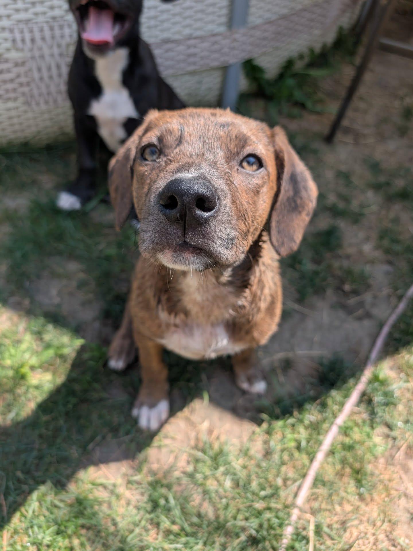Sunni, a Adopted mixed breed in Kenmore, NY image 1/2