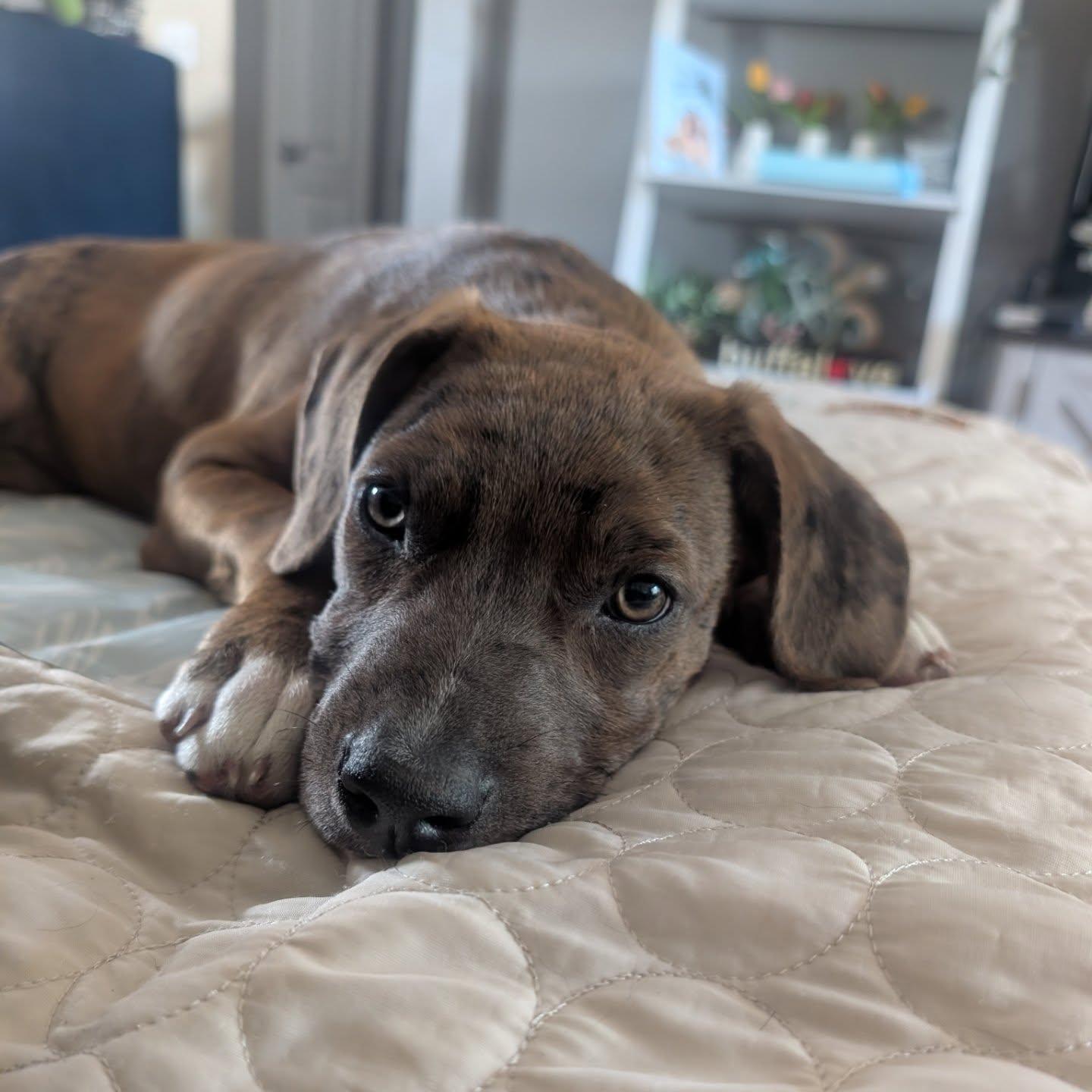 Sunni, a Adopted mixed breed in Kenmore, NY image 2/2