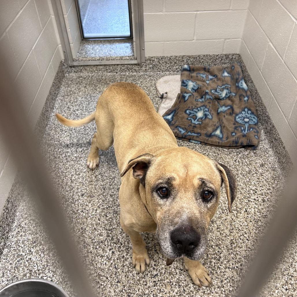 Zeus, Adoptable, Senior Male English Bulldog.