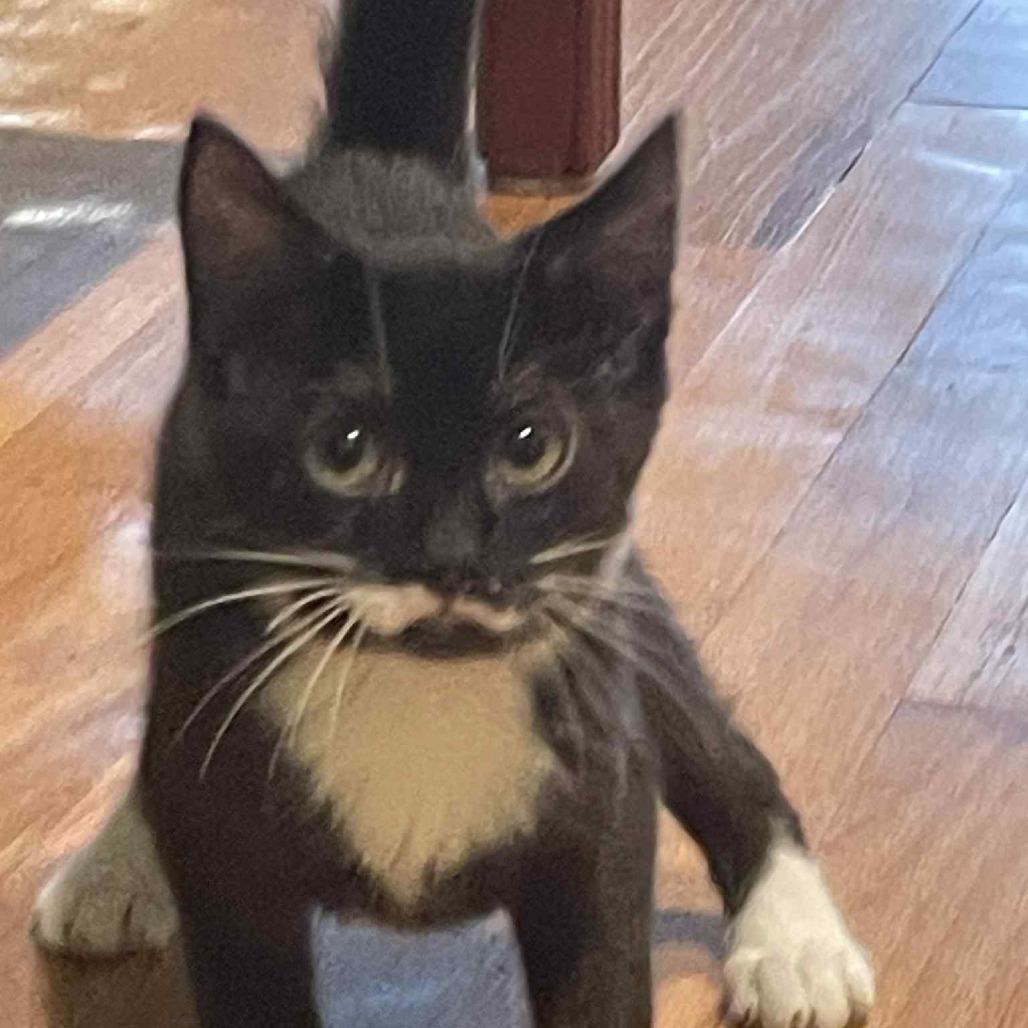 Peso — thumbnail 3