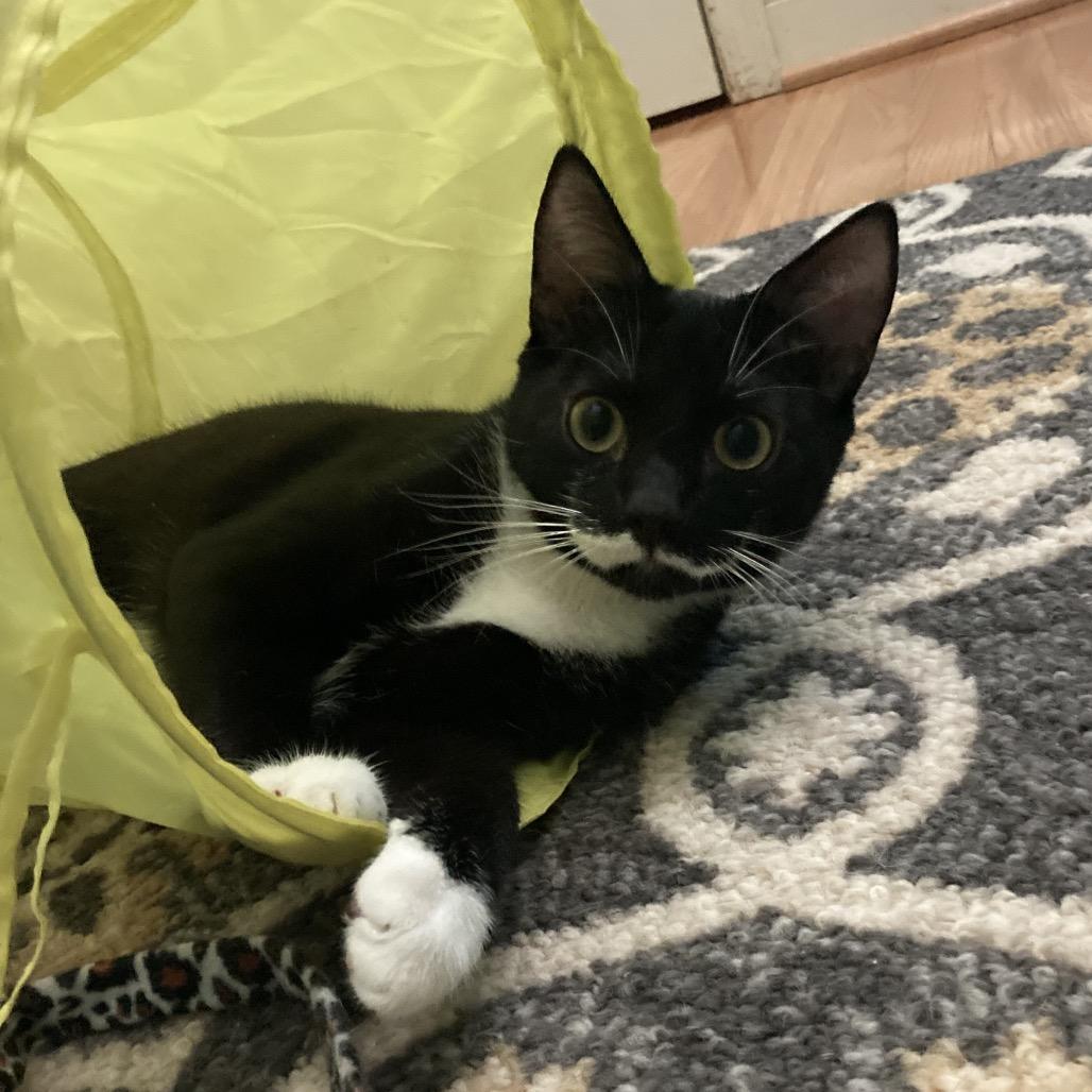 Peso — thumbnail 4