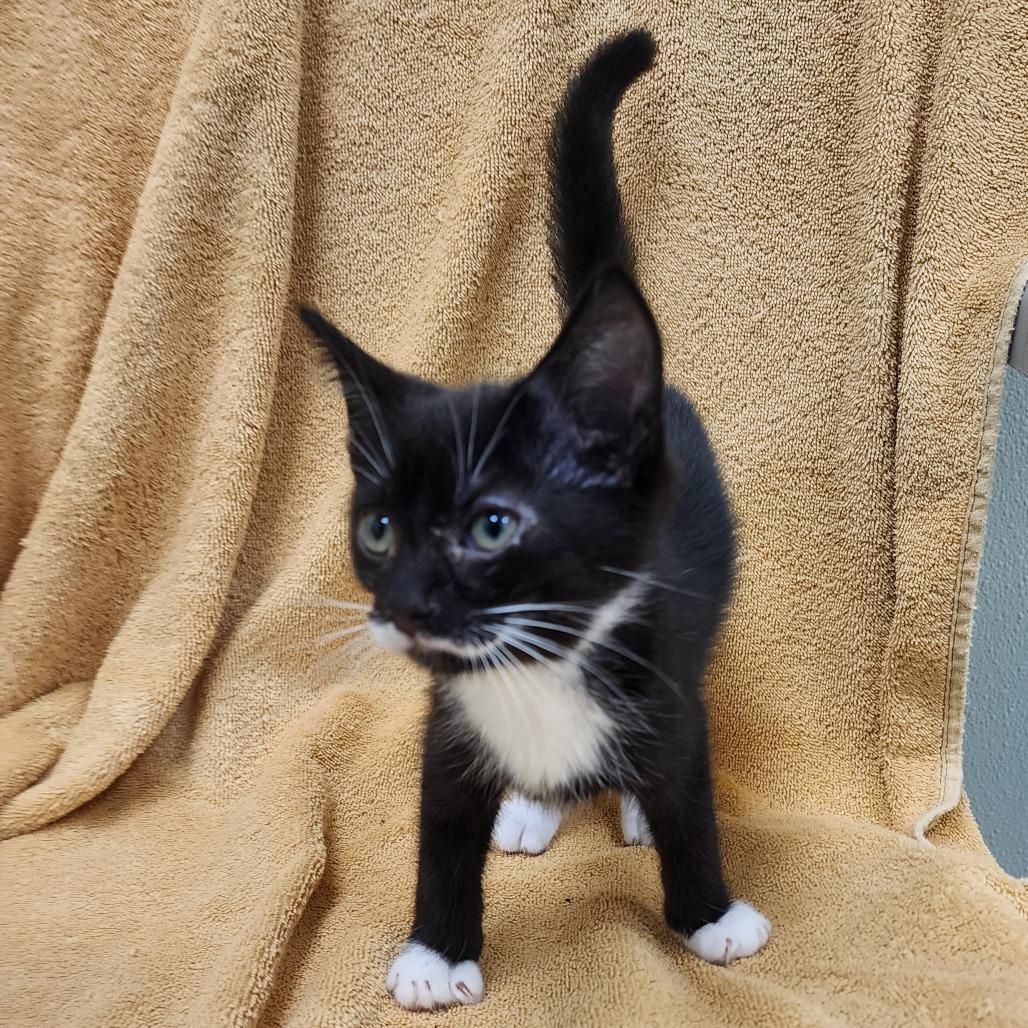 Peso — thumbnail 5