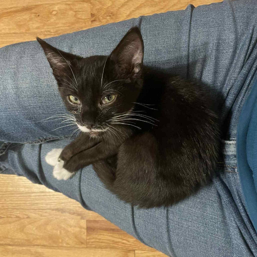 Peso — thumbnail 6