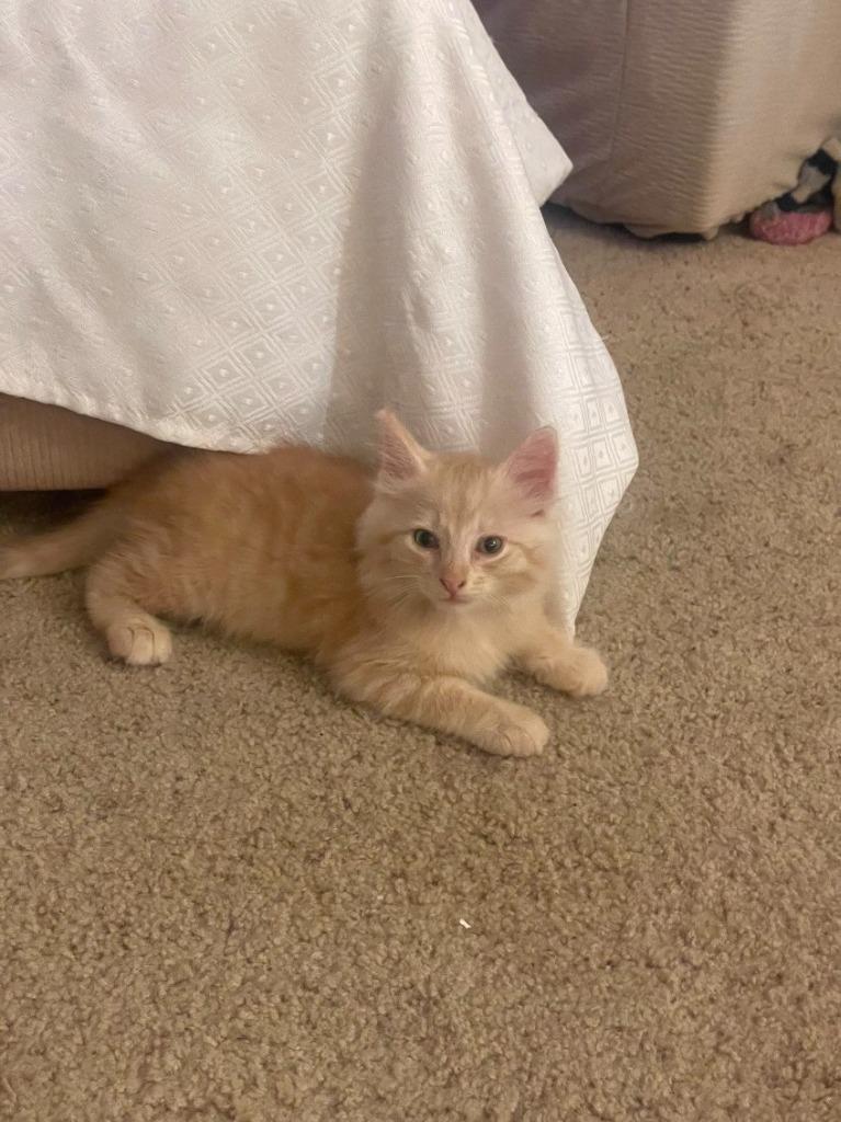 Enlarge Marlin, a Adopted Domestic Short Hair in Fort Myers, FL image 1/1