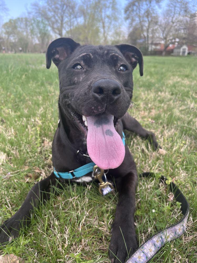 Enlarge Hannah, a Adoptable Mixed Breed in Alexandria, VA image 1/4