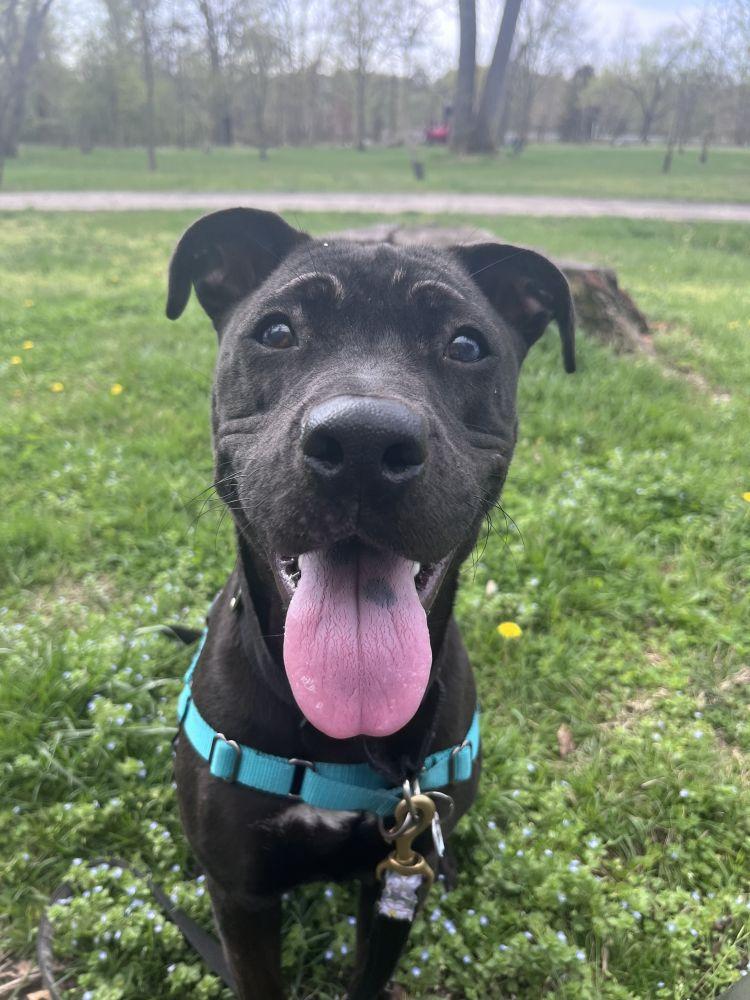 Enlarge Hannah, a Adoptable Mixed Breed in Alexandria, VA image 2/4