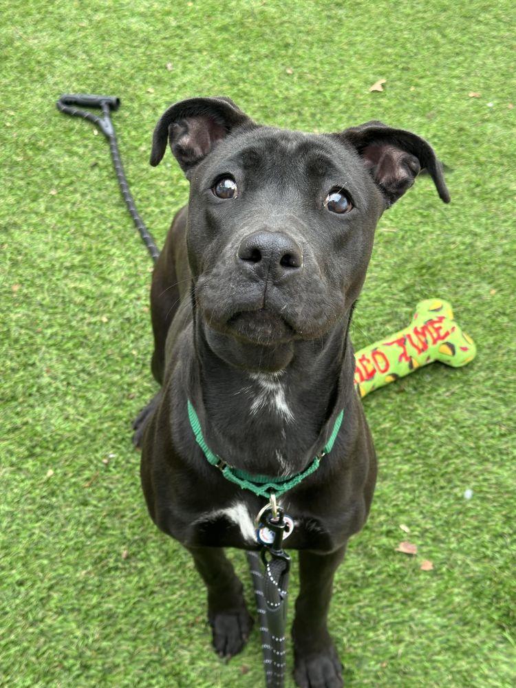 Enlarge Hannah, a Adoptable Mixed Breed in Alexandria, VA image 3/4