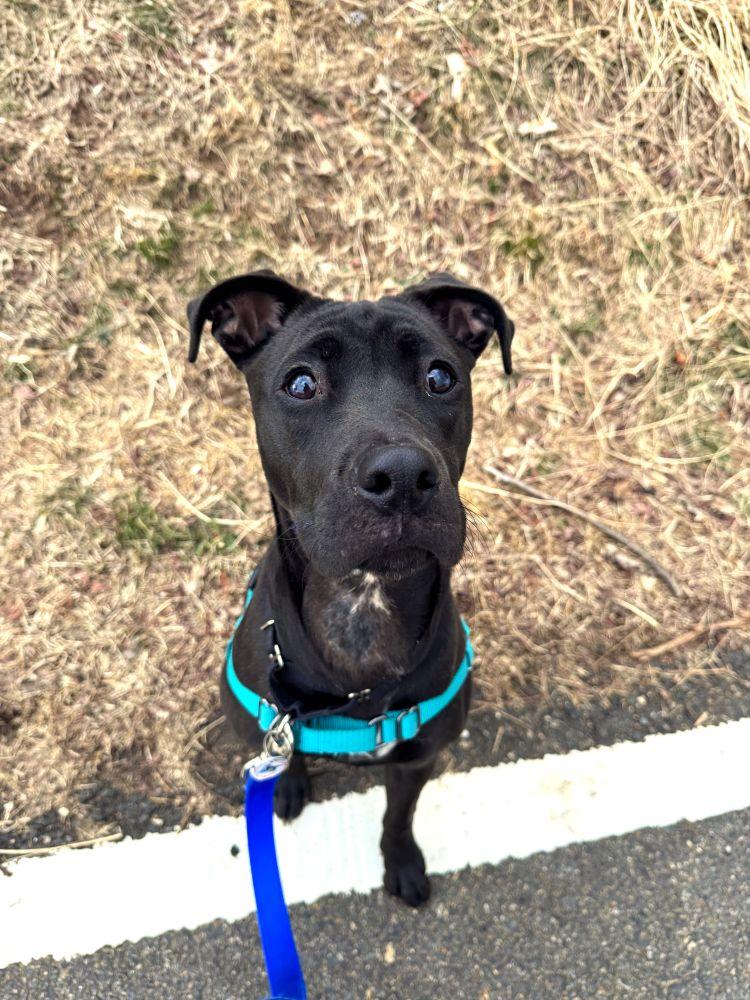 Enlarge Hannah, a Adoptable Mixed Breed in Alexandria, VA image 4/4
