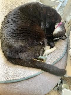 Julia (F), a Adoptable American Shorthair in Los Angeles, CA image 3/5