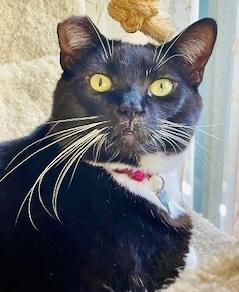 Julia (F), a Adoptable American Shorthair in Los Angeles, CA image 1/5
