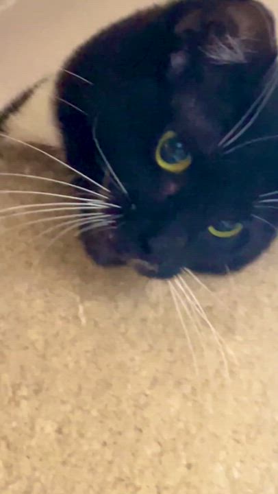 Enlarge Julia (F), a Adoptable American Shorthair in Los Angeles, CA video 2/5