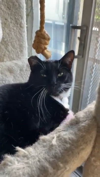 Enlarge Julia (F), a Adoptable American Shorthair in Los Angeles, CA video 5/5