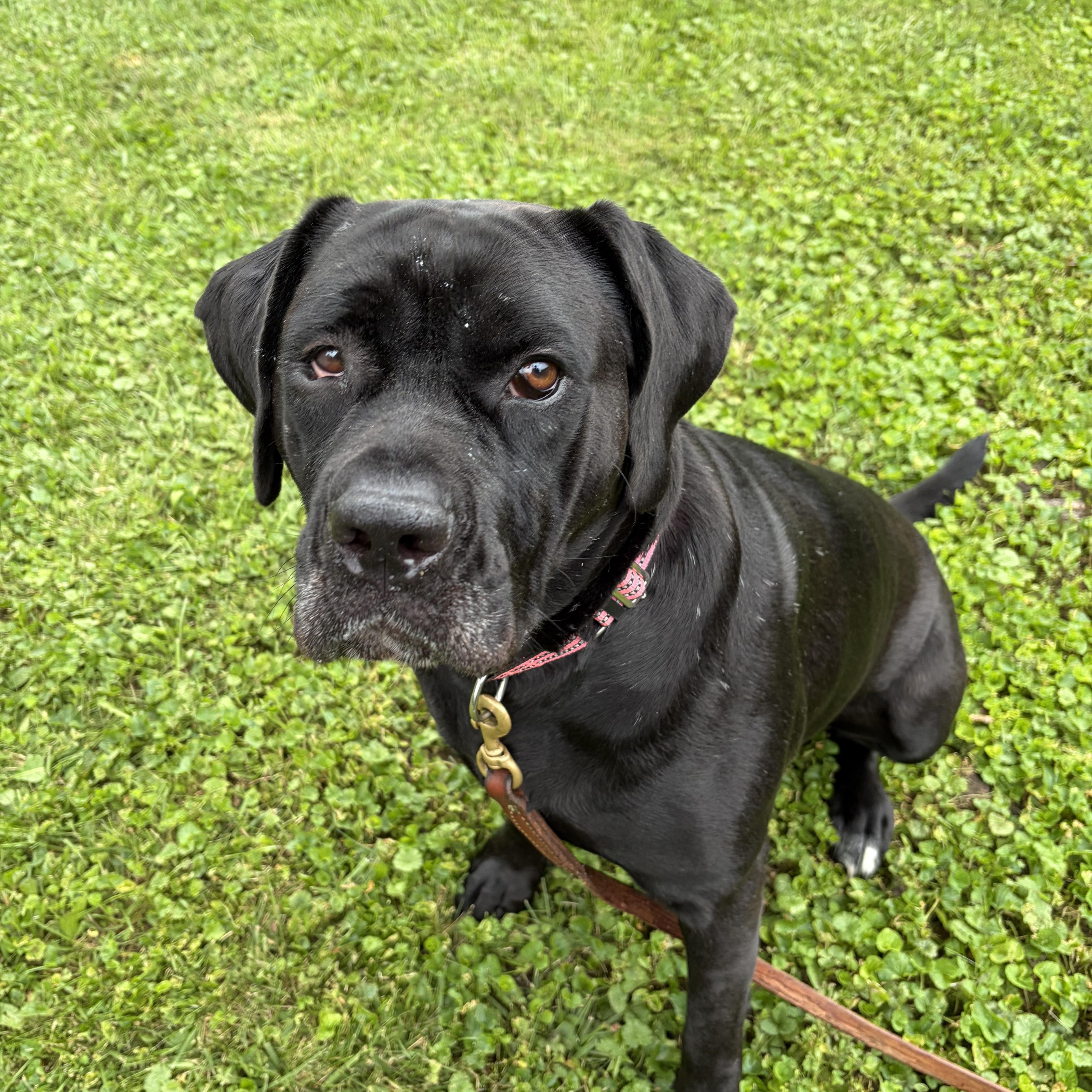 Roxy, ADOPTABLE, Young Female Mastiff.