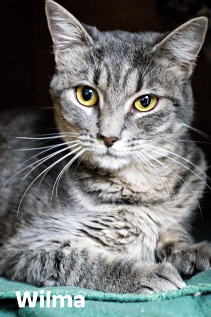 Wilma — thumbnail 3