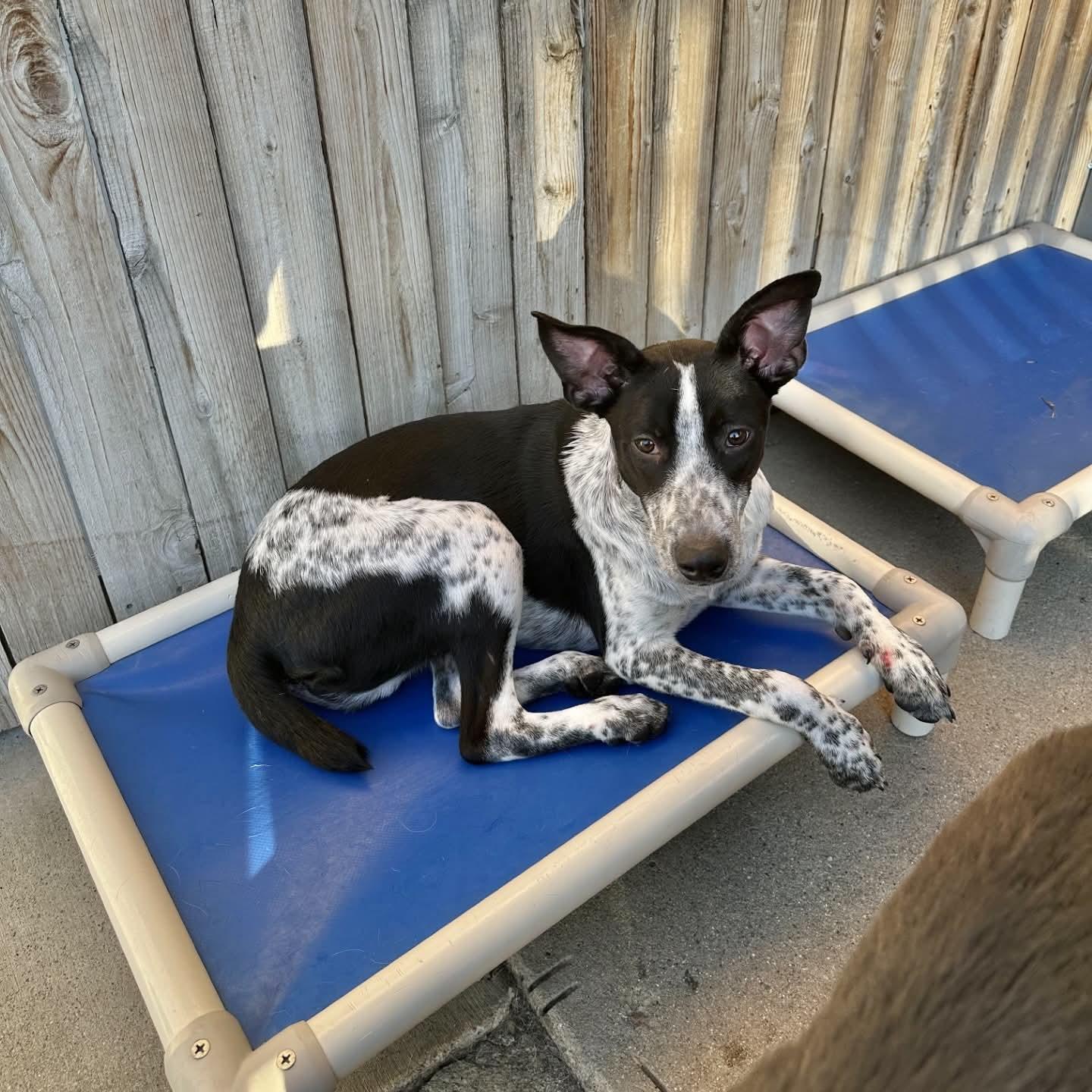 Enlarge Cooper, a Adoptable mixed breed in Boulder, CO image 6/6