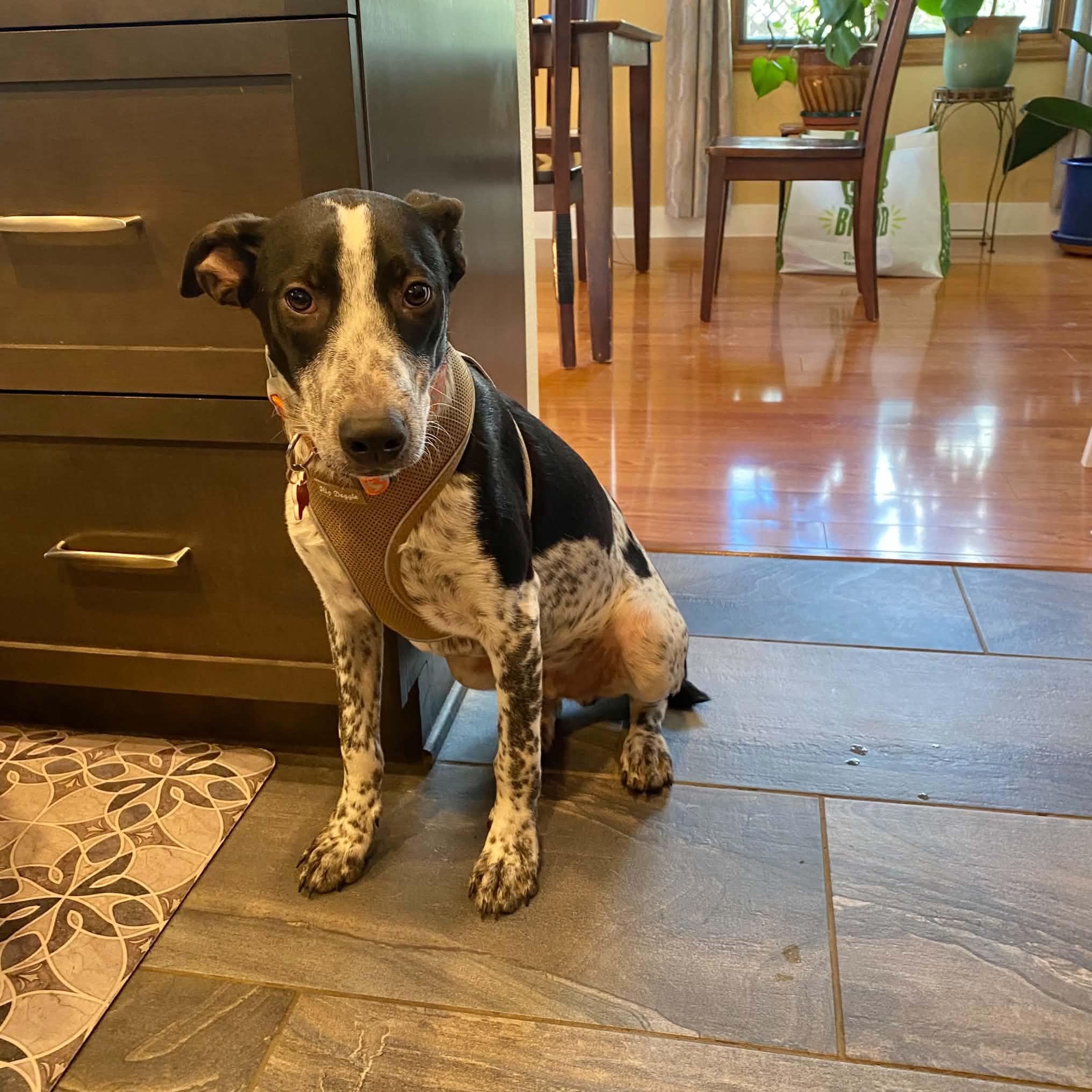 Enlarge Cooper, a Adoptable mixed breed in Boulder, CO image 4/6
