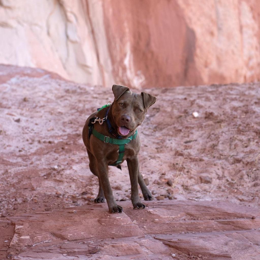 Caravel, Adoptable, Senior Female Pit Bull Terrier.