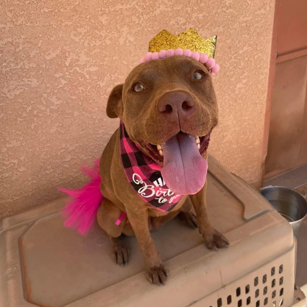 Caravel, a Adoptable Pit Bull Terrier in Kanab, UT image 2/6