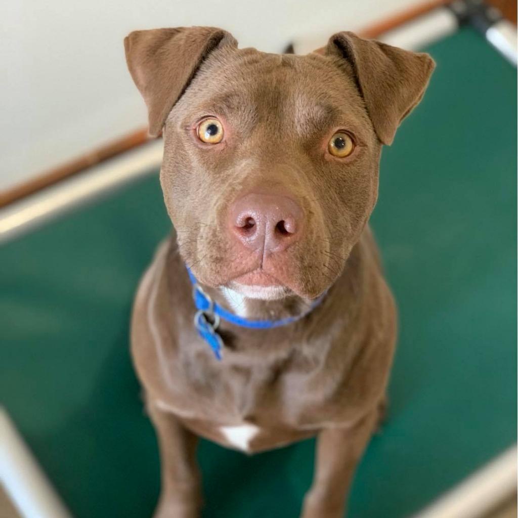 Caravel, a Adoptable Pit Bull Terrier in Kanab, UT image 3/6