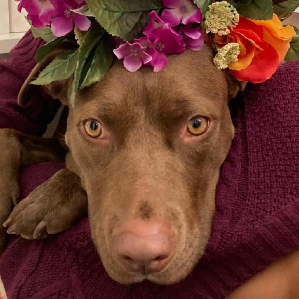 Enlarge Caravel, a Adoptable Pit Bull Terrier in Kanab, UT image 5/6