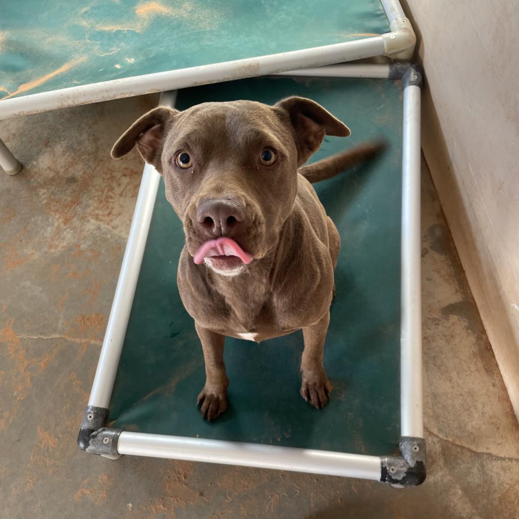 Caravel, a Adoptable Pit Bull Terrier in Kanab, UT image 6/6