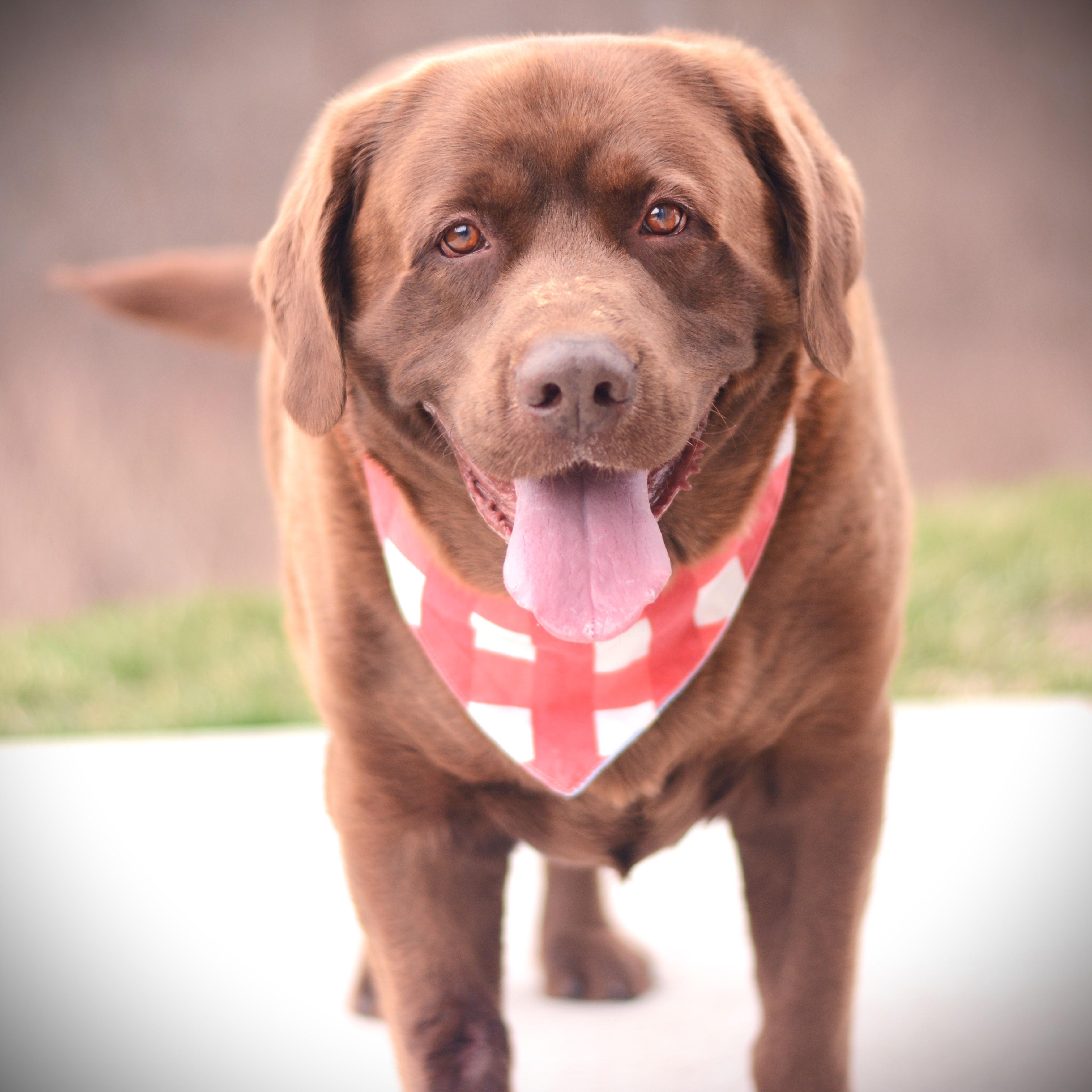Jack, adoptable, Senior Male Chocolate Labrador Retriever.