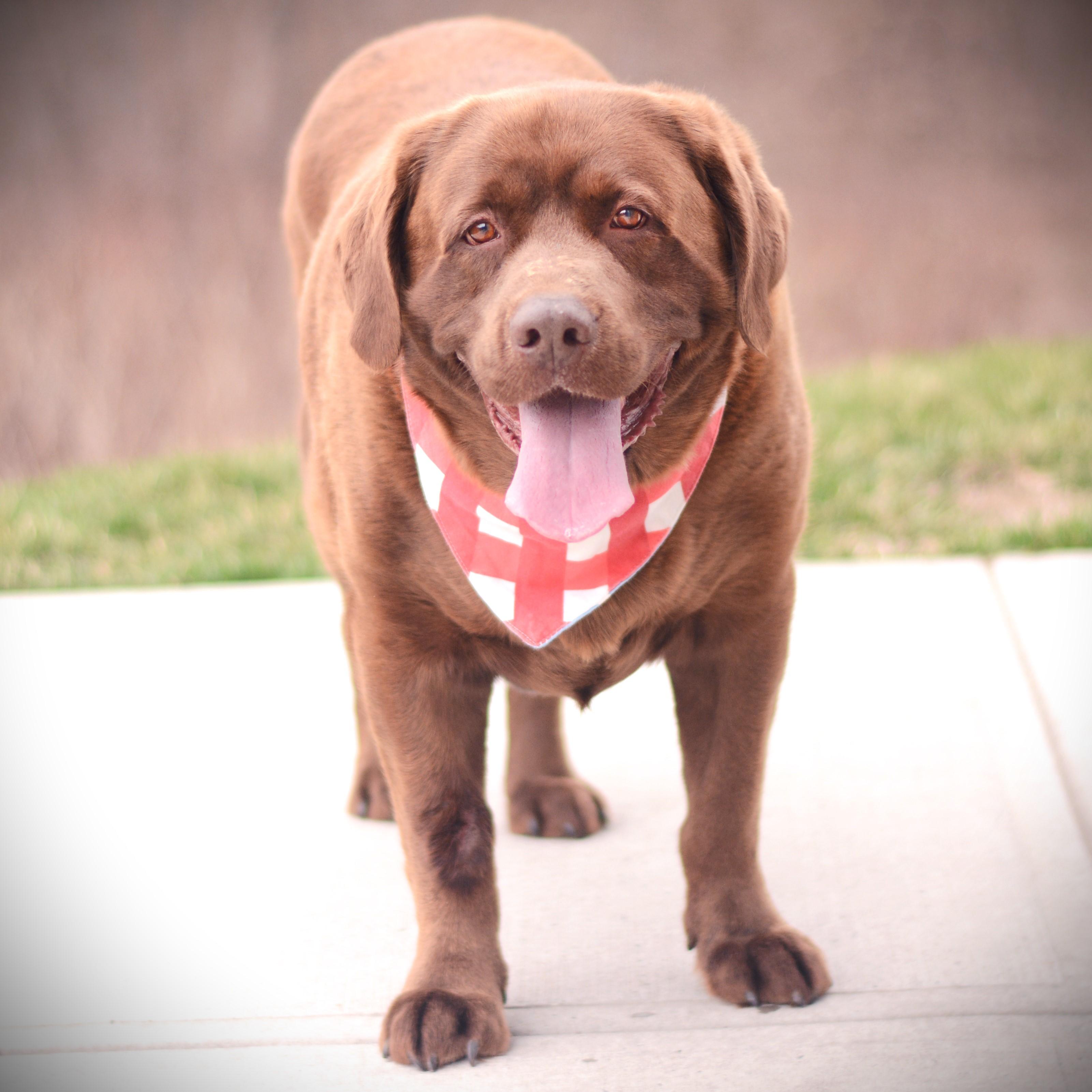 Jack, an adoptable Chocolate Labrador Retriever in Amsterdam, NY image 2/2