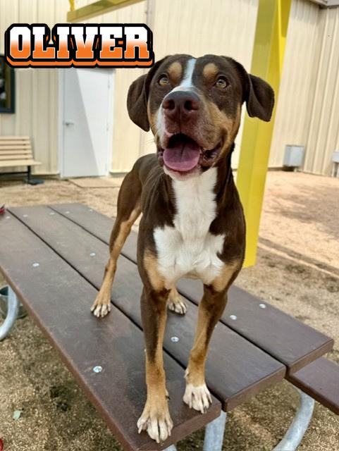 Oliver, ADOPTABLE, Young Male American Staffordshire Terrier.