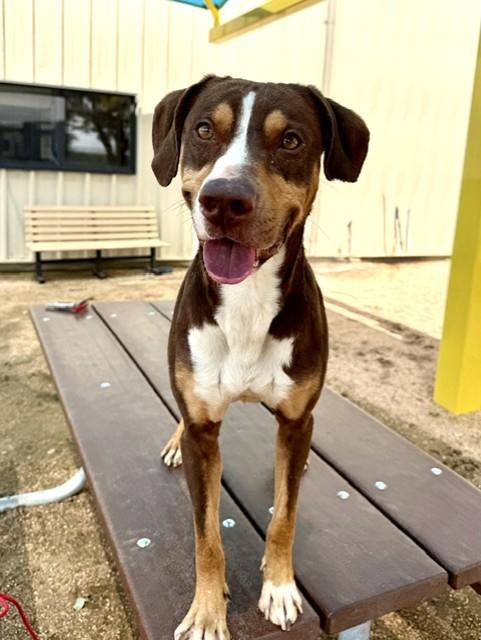 Enlarge Oliver, a ADOPTABLE American Staffordshire Terrier in Comfort, TX image 5/6