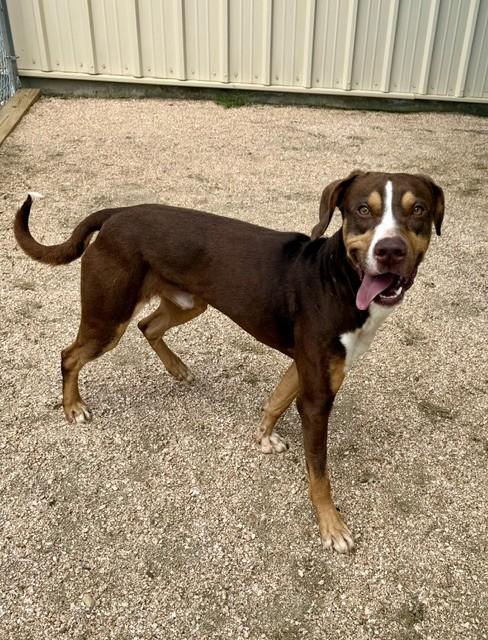 Enlarge Oliver, a ADOPTABLE American Staffordshire Terrier in Comfort, TX image 4/6