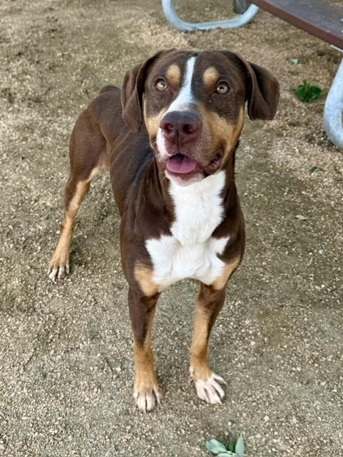 Enlarge Oliver, a ADOPTABLE American Staffordshire Terrier in Comfort, TX image 6/6