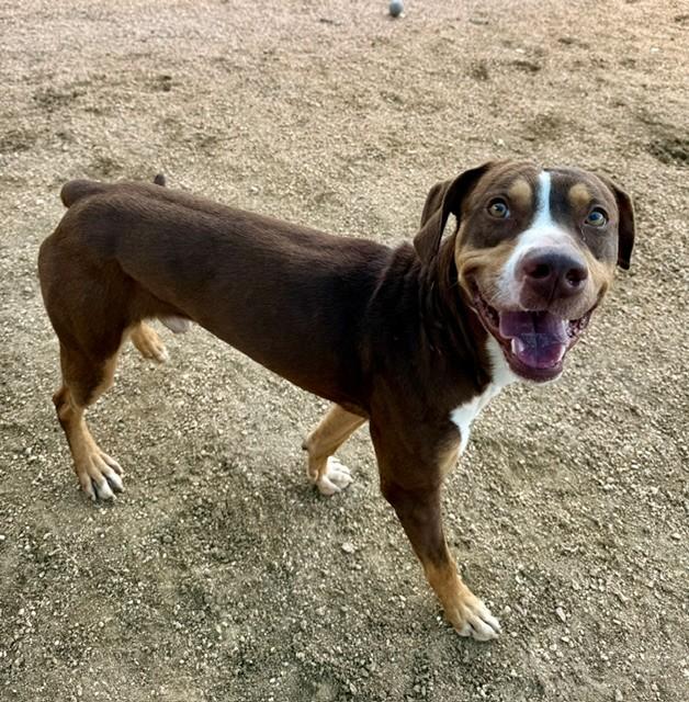 Enlarge Oliver, a ADOPTABLE American Staffordshire Terrier in Comfort, TX image 2/6