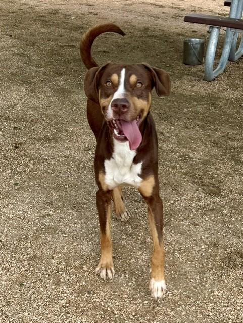 Enlarge Oliver, a ADOPTABLE American Staffordshire Terrier in Comfort, TX image 3/6