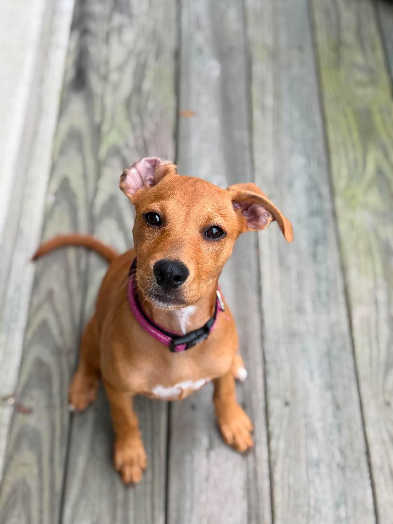 Elle Woods , ADOPTABLE, Puppy Female Boxer & Mountain Cur.