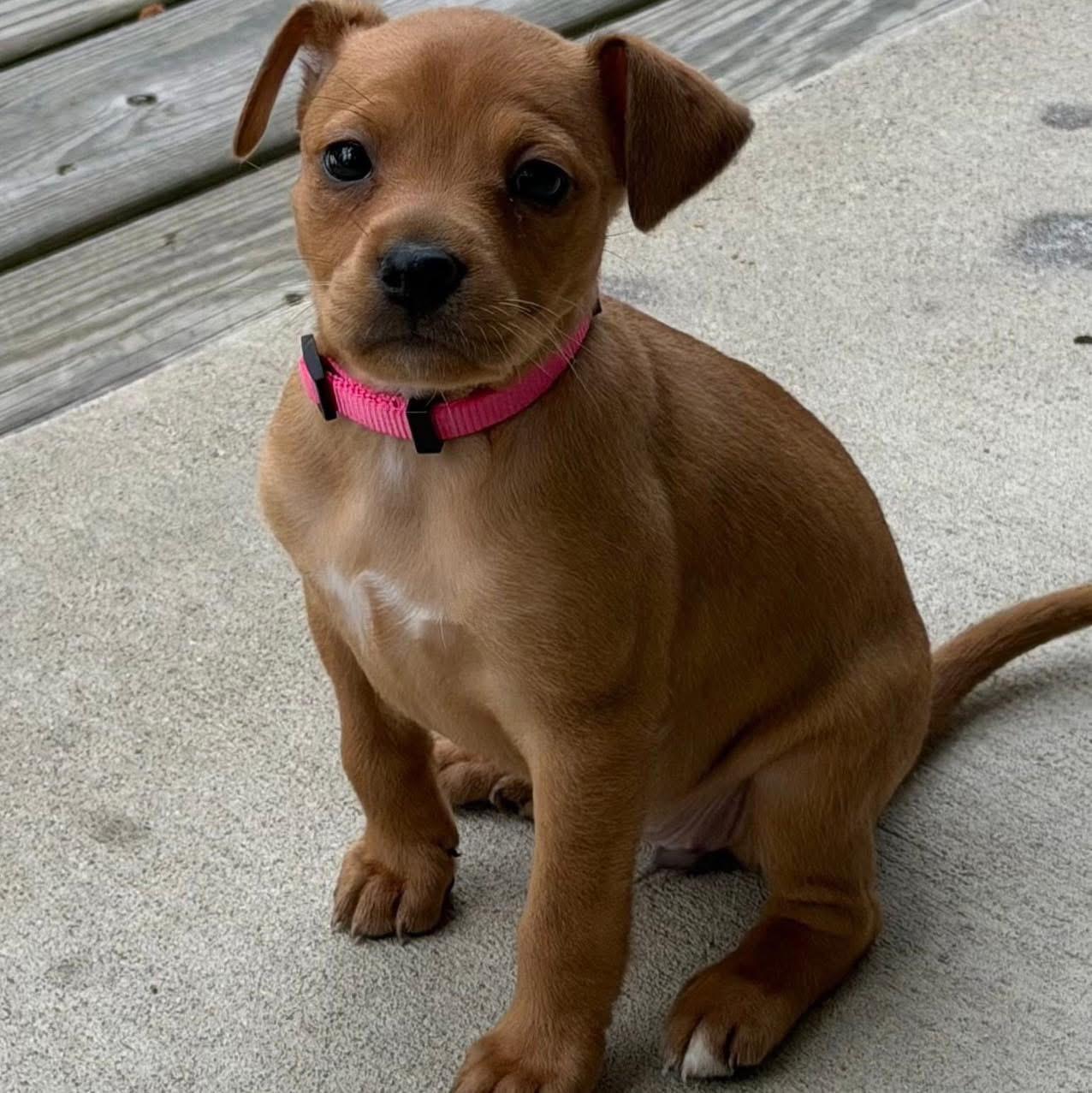 Elle Woods , ADOPTABLE, Puppy Female Boxer & Mountain Cur.