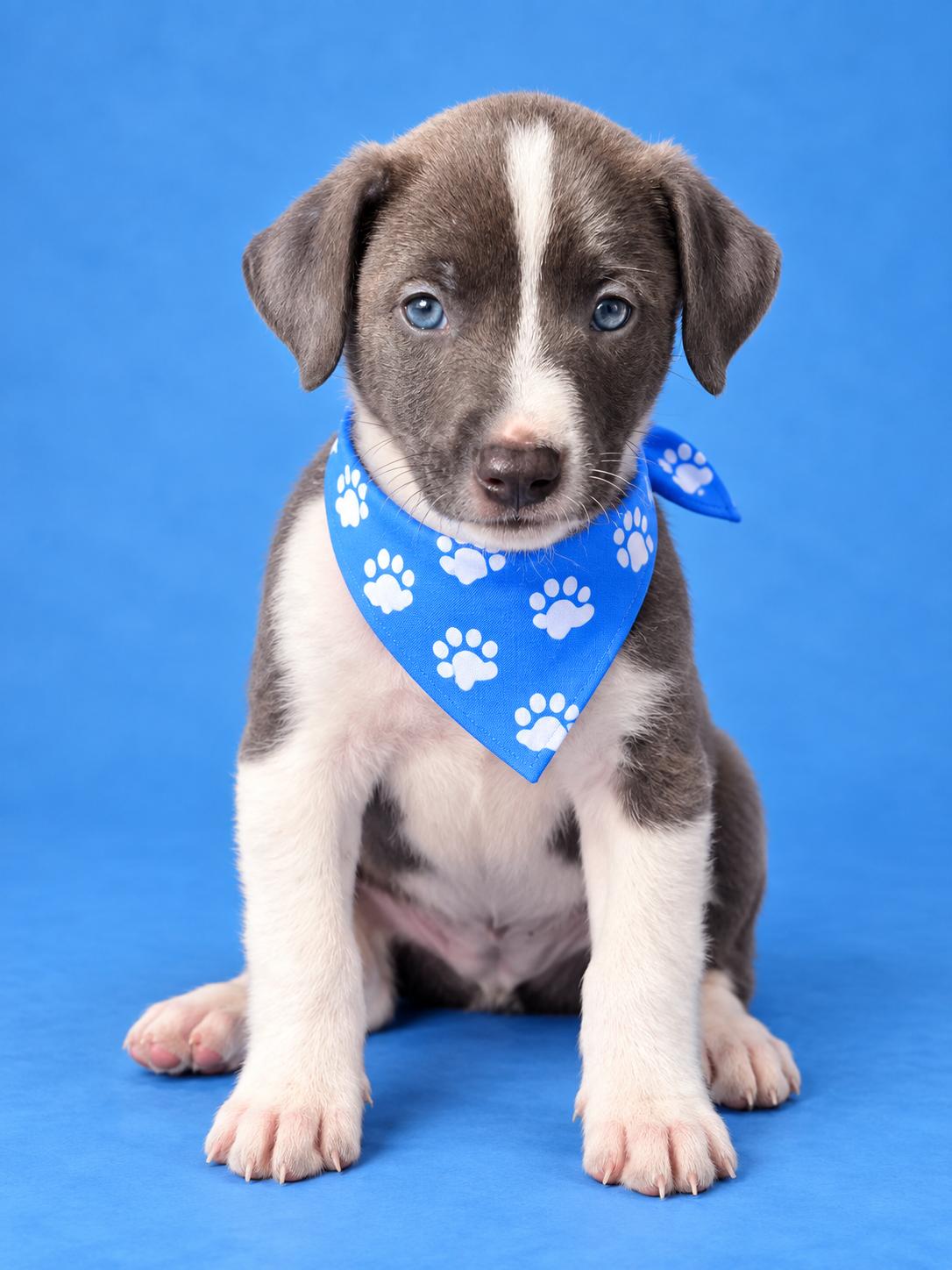 Enlarge Steel, a Adopted mixed breed in Lodi, CA image 1/1
