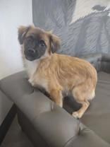 Bobby, an adoptable Mixed Breed in Wichita Falls, TX_image-1