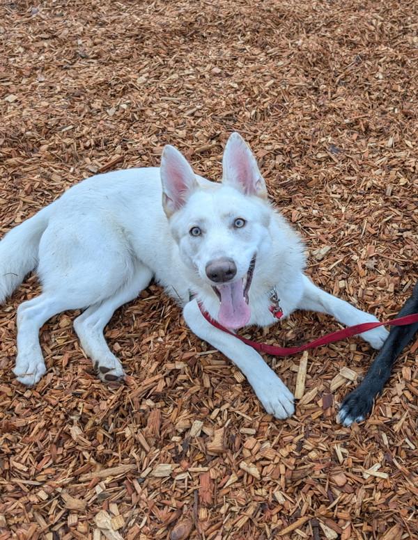 Presley, Adoptable, Adult Female Shepherd & Siberian Husky.