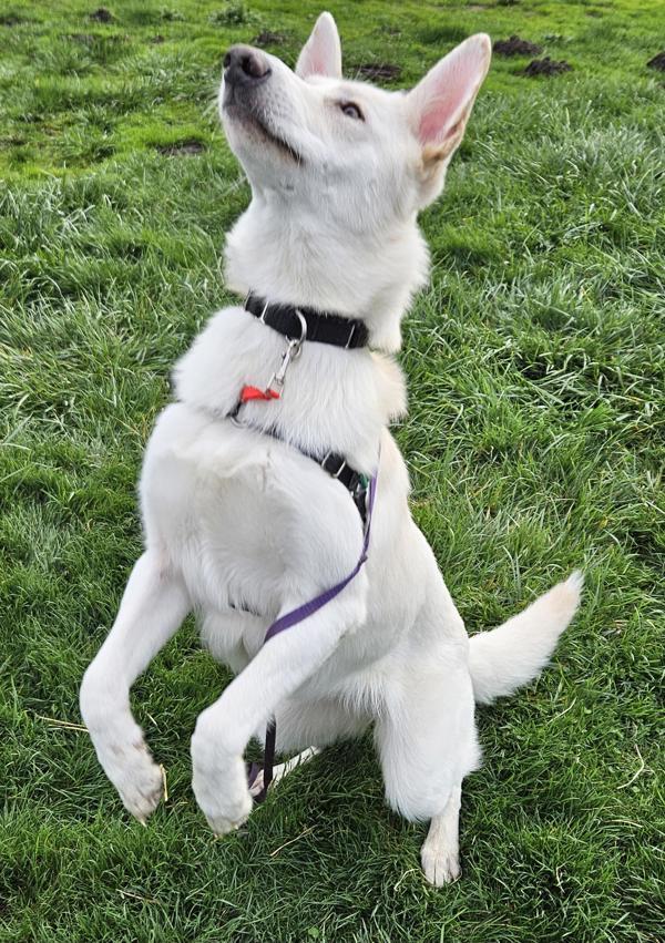 Enlarge Presley, a Adoptable mixed breed in Vancouver, WA image 2/6