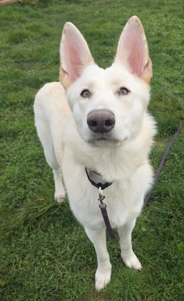 Enlarge Presley, a Adoptable mixed breed in Vancouver, WA image 3/6