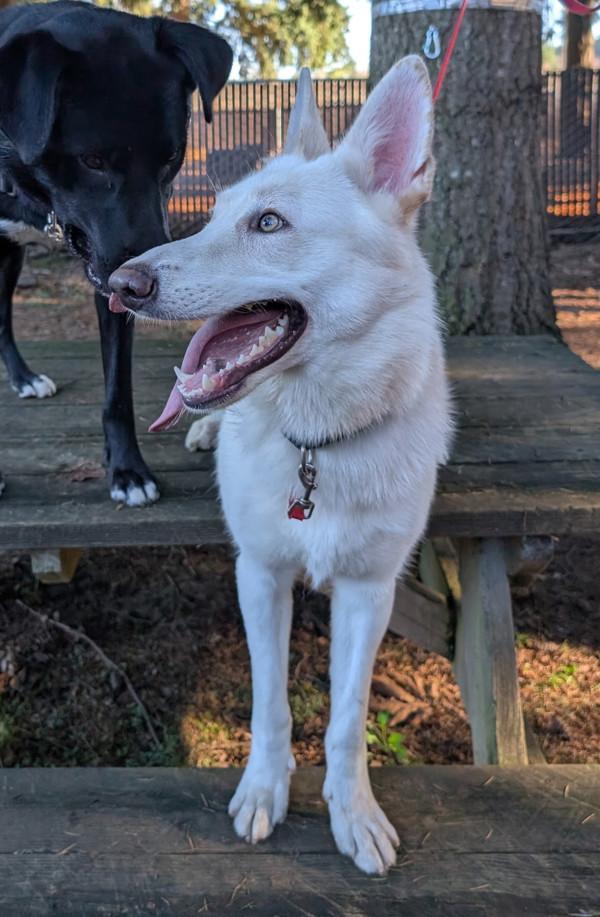 Enlarge Presley, a Adoptable mixed breed in Vancouver, WA image 4/6