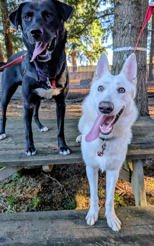 Enlarge Presley, a Adoptable mixed breed in Vancouver, WA image 6/6