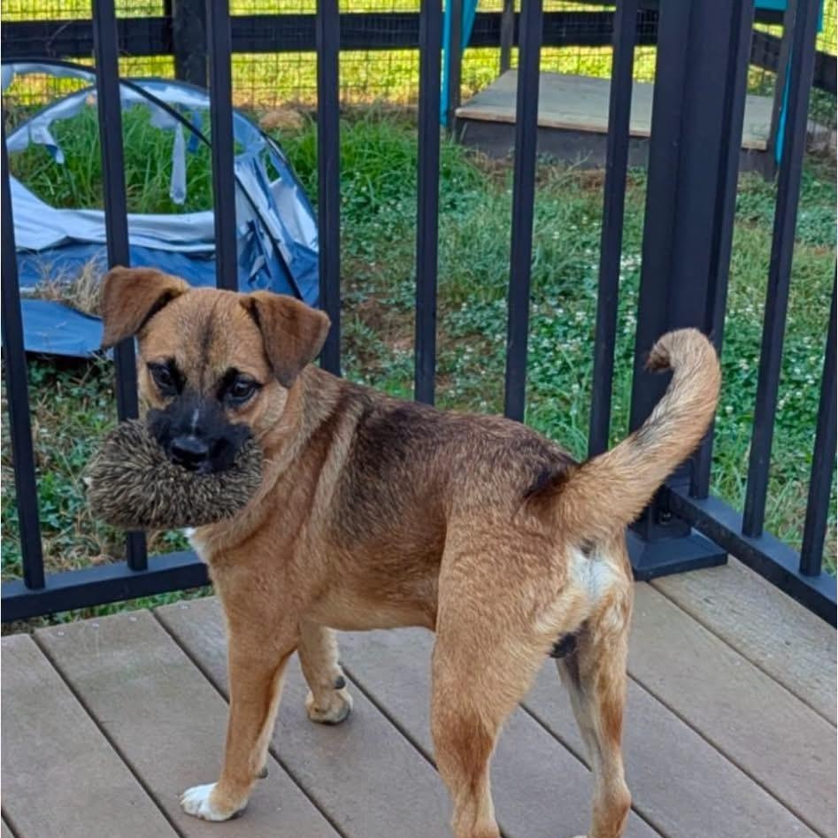 Buddy, ADOPTABLE, Puppy Male Corgi.