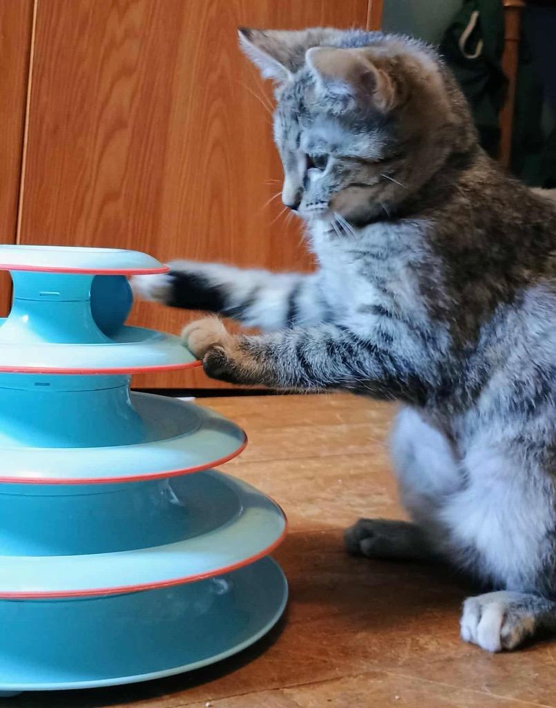 Polar, Adoptable, Kitten Female Domestic Short Hair.