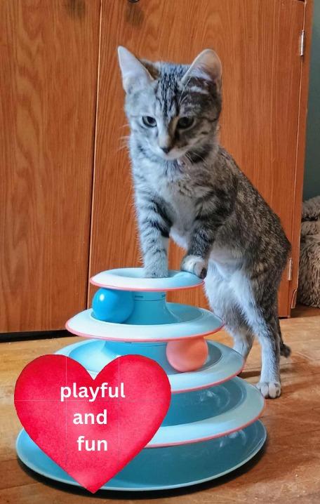 Enlarge Polar, a Adoptable mixed breed in Fond Du Lac, WI image 2/4